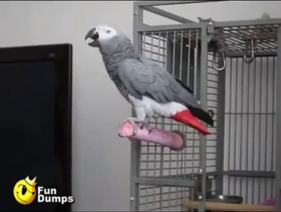 Funny Parrot