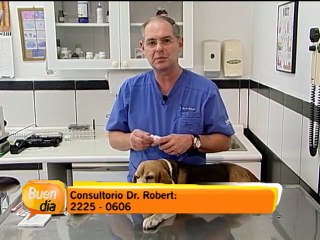 Cuide los dientes de su mascota adecuadamente