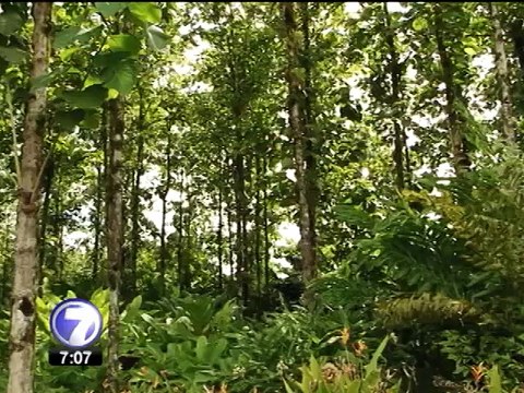 Empresa tica produce muebles de teca amigables con el ambiente