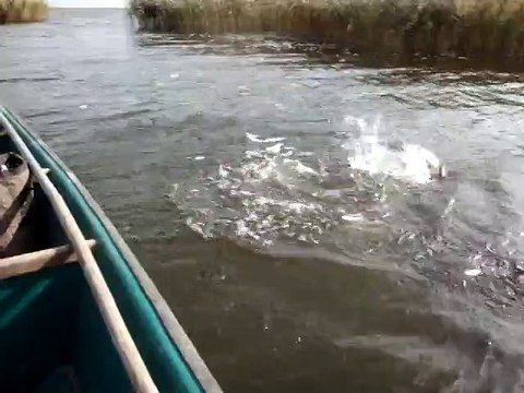 Вот она какая щука