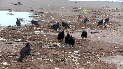 Arica l'île aux otaries