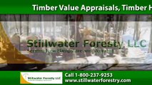 Timber Harvesting Vermont | Stillwater Forestry