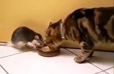 Fare ile kedinin ilginç arkadasligi