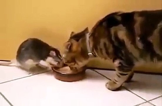 Fare ile kedinin ilginç arkadasligi