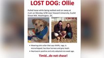 Family threatened with $750k fine for posting 'lost dog' fliers