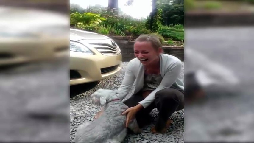 Perro se desmaya de emoción al ver a su dueña tras dos años de ausencia | Perro desmaya de alegría