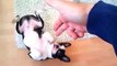 My Boston Terrier Murphy doing tricks at the age of 17 weeks