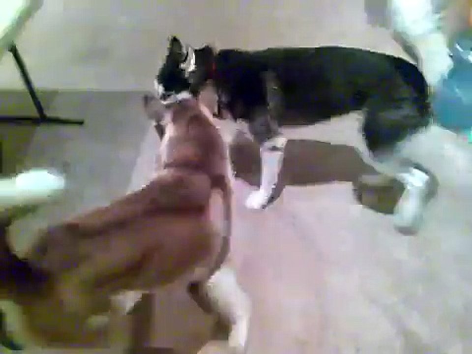 husky fight