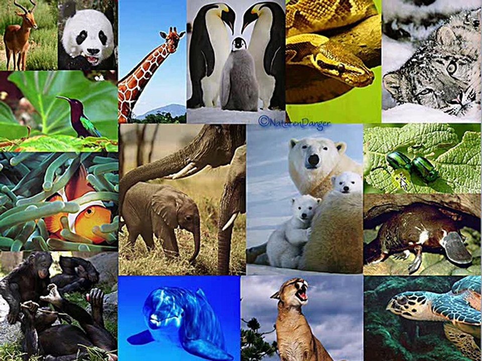biodiversite