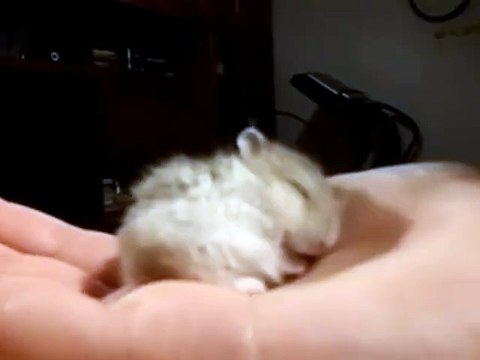 Baby Hamster Snoring Cute