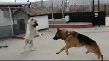 Turkish Kangal vs German Shepherd - Kangal gegen Schäferhund