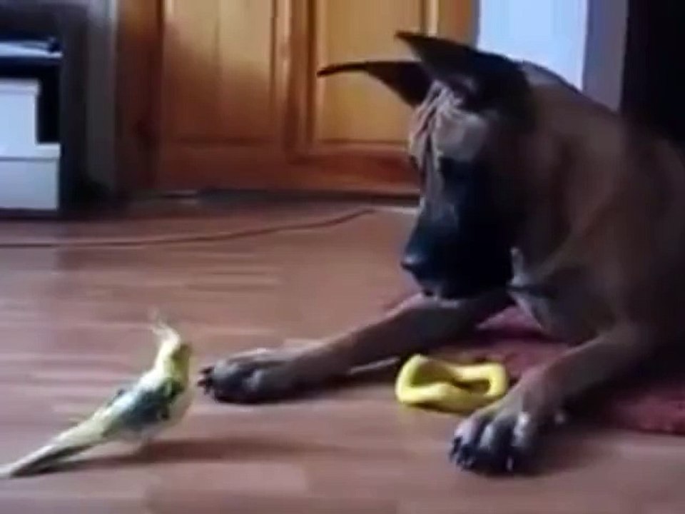Dog vs Bird