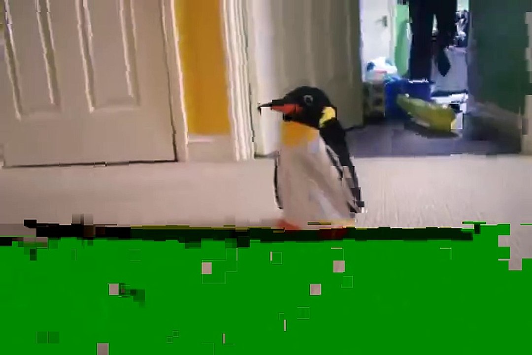 Dog vs. Penguin