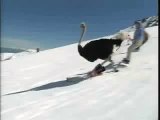 Avestruz esquiadora