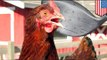 Hombre ingresa en una granja avícola en California y mata a 920 pollos con un palo de golf