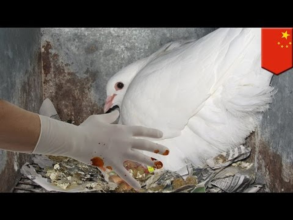 Oficiales chinos hicieron “chequeos internos” a 10000 palomas durante celebraciones del Día Nacional
