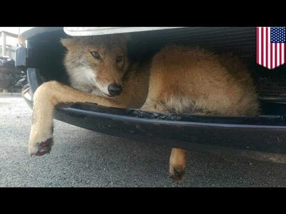 Coyote es rescatado luego de ser atropellado y terminar atrapado en el parachoques de una camioneta