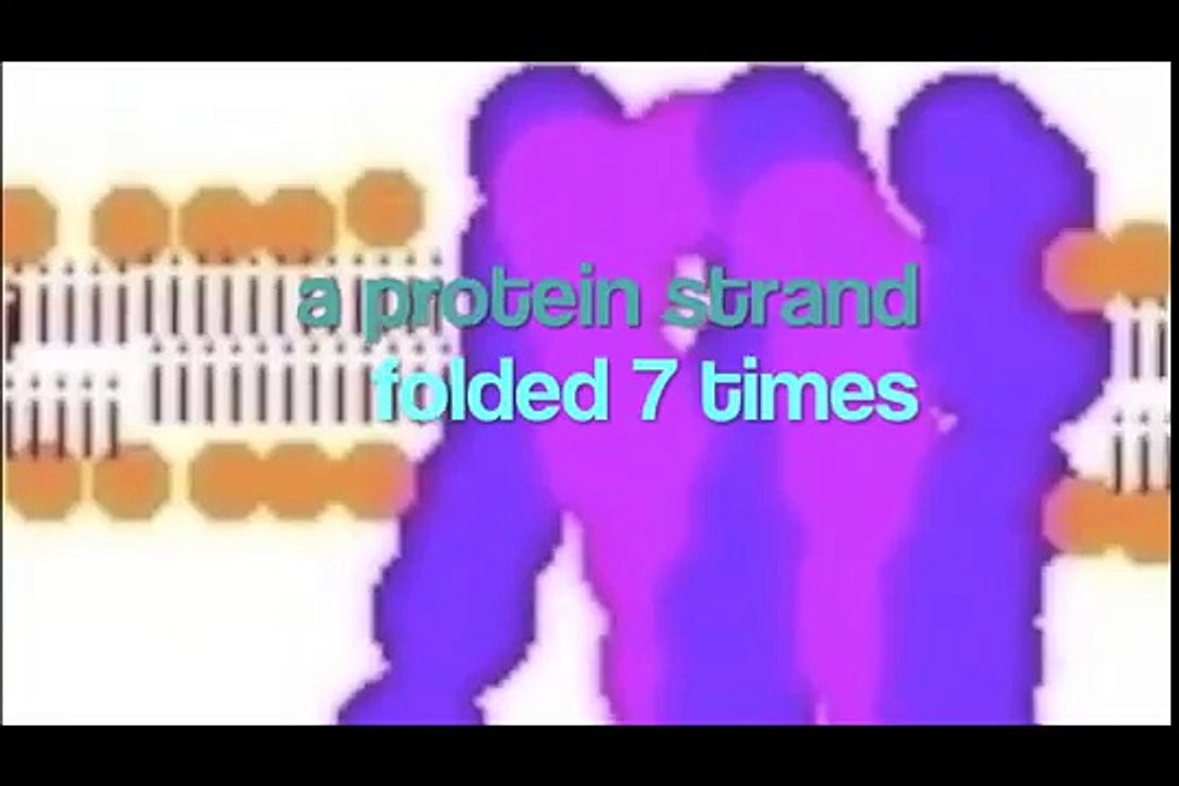 Everything You Need to Know About Dopamine Receptors in 5 Easy Minutes