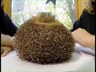 Overweight Hedgehog - Parry Gripp