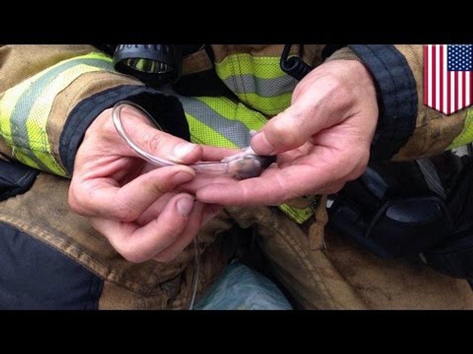 Bomberos improvisan mascaras de oxigeno para salvarle la vida a hamsters atrapados en un incendio