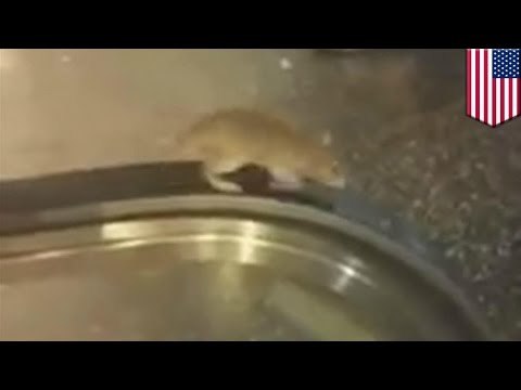Rata atrapada en una escalera mecánica en Los Ángeles es un claro ejemplo de la futilidad de la vida