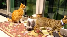 Gatos maullando muy graciosos compilado 2013 (HD)
