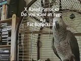 THE African Grey! Ruby, The swearing parrot. Fat Bollocks.