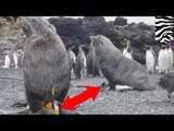 Focas están violando a los pingüinos rey en una solitaria isla en la Antártica