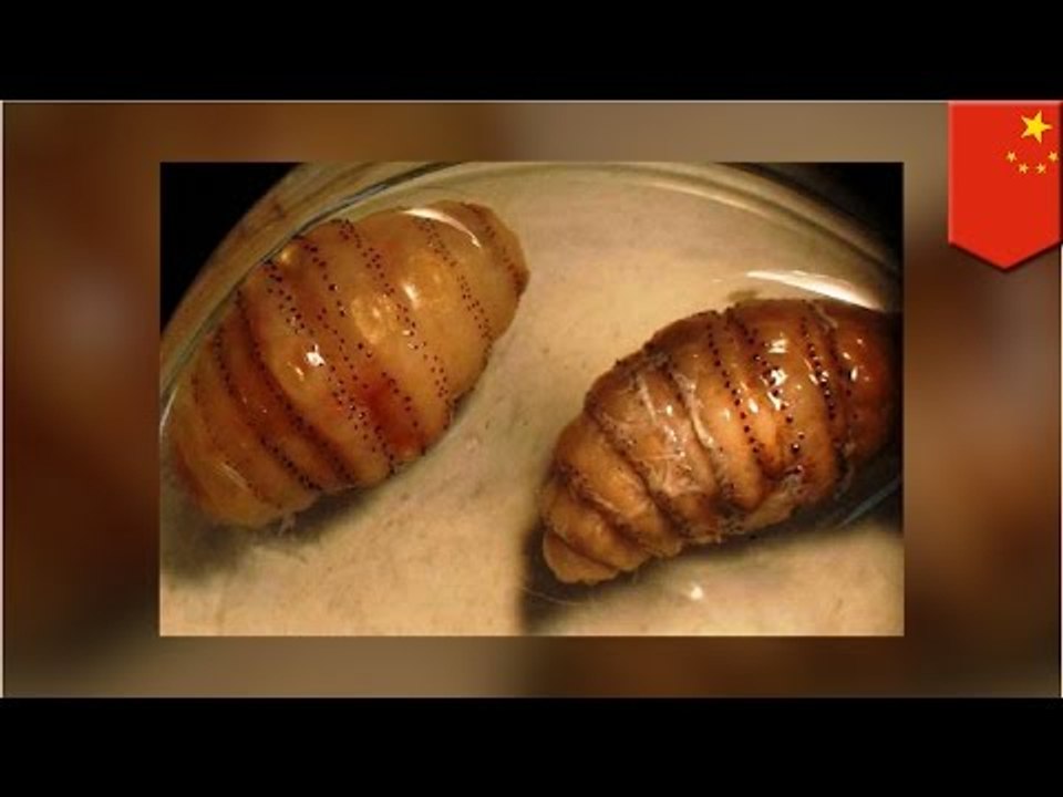 Hombre de negocios que regreso de un viaje en África tenia larvas de mosca viviendo bajo la piel
