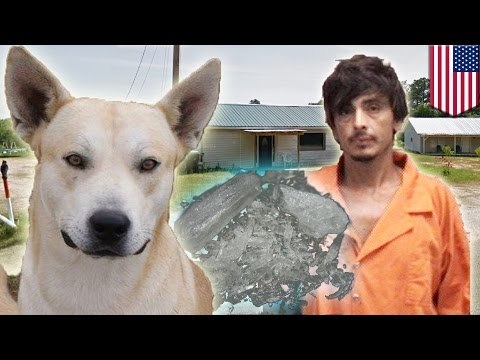 Perro guía a la policía hasta el escondite de su dueño que era buscado por posesión de metanfetamina