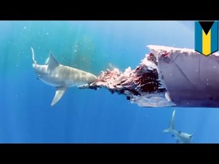 Download Video: Increíble video de varios tiburones toro que se alimentan del cuerpo de una ballena muerta