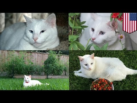 Asesino serial de gatos tiene aterrorizado a un vecindario de Houston