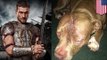 Crueldad animal: Perro necesita mas de 1000 puntos de sutura luego de ser salvajemente apuñalado
