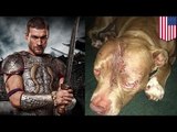 Crueldad animal: Perro necesita mas de 1000 puntos de sutura luego de ser salvajemente apuñalado