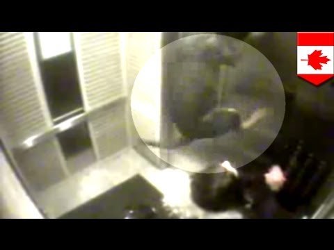 Perro casi muere por correa atorada en ascensor