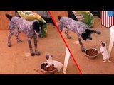 Perro chihuahua defiende su comida