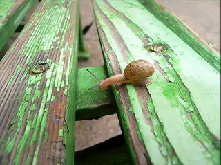 Snail Crossing