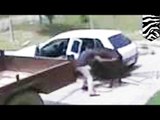 Dúo de ladrones se llevan una vaca en el asiento trasero de su pequeño auto