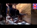 Rottweiler evita que su dueño entierre a su mascota muerta