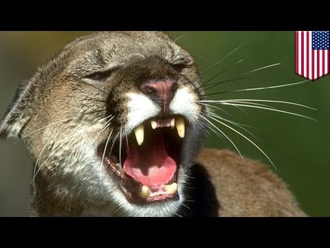 Puma ataca a un niño que caminaba con sus padres en un sendero de Silicon Valley