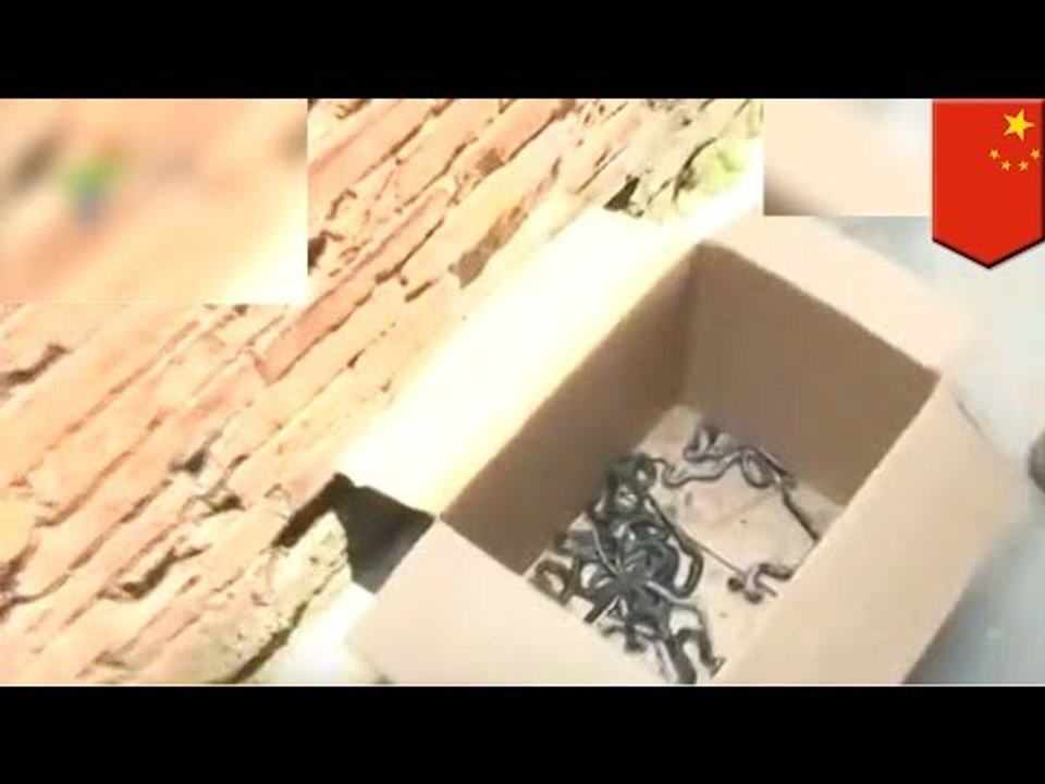 150 cobras tienen atemorizada a una aldea en China luego de que escaparan de la casa de un aldeano