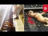 Perro arrollado por un tren del metro de Hong Kong es arrojado en un contenedor de basura