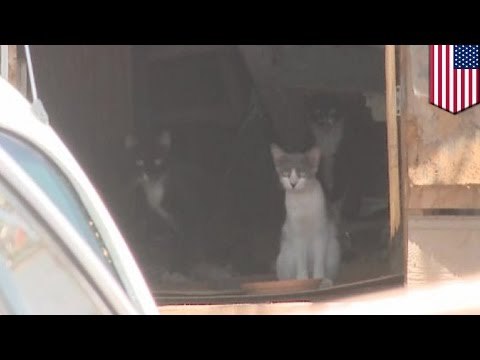 Cuerpo de un hombre que vivía junto a 75 gatos es encontrado parcialmente devorado por sus mascotas