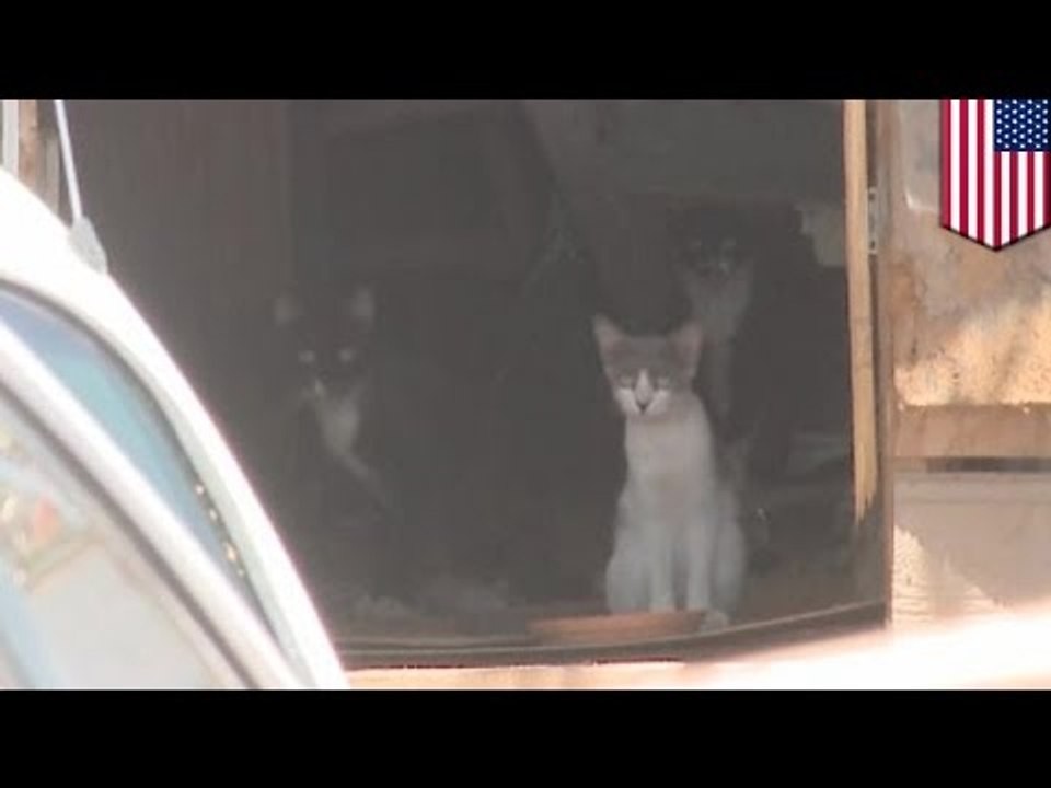 Cuerpo de un hombre que vivía junto a 75 gatos es encontrado parcialmente devorado por sus mascotas