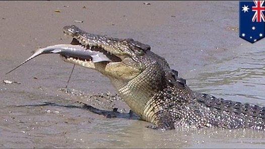 Duelo Animal Hipopotamo Vs Tiburon Toro