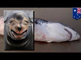 Tiburón muere ahogado al intentar devorar un león marino en las costas del oeste de Australia