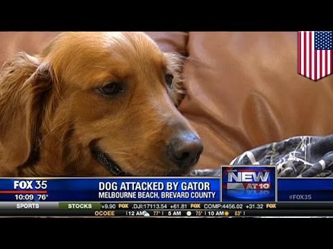 Hombre salva a su mascota de las fauces de un cocodrilo en la Florida