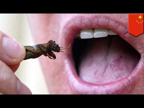 Escalador perdido sobrevive 13 días alimentándose solamente de insectos, gusanos y fango