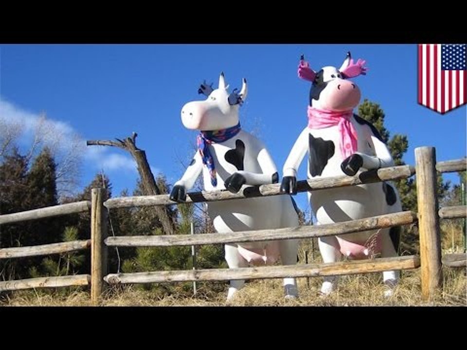 Mujer ebria atropella dos vacas y decide seguir bebiendo, con sus 3 hijos en el interior del auto