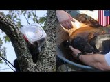 Cachorro de oso rescatado por bomberos luego de quedar atrapado en una jarra para galletas